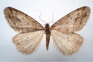 Hybernia declinans ab. zlatarskii Karnoschitzky, 1954 [paratype NMNHSINV0353] (c) National Museum of Natural History, BAS — Invertebrates Collection (NMNHS-INV)