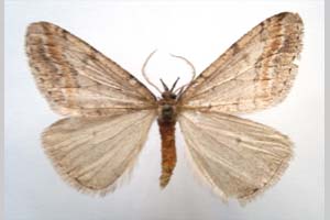 Hybernia declinans ab. zlatarskii Karnoschitzky, 1954 [paratype NMNHSINV0354] (c) National Museum of Natural History, BAS — Invertebrates Collection (NMNHS-INV)