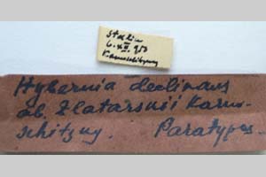 Hybernia declinans ab. zlatarskii Karnoschitzky, 1954 [paratype NMNHSINV0354] (2) (c) National Museum of Natural History, BAS — Invertebrates Collection (NMNHS-INV)
