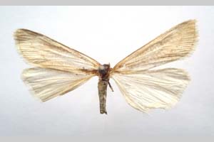 Catoptria majorella klimeschi Ganev, 1983 [paratype NMNHSINV0358] (c) National Museum of Natural History, BAS — Invertebrates Collection (NMNHS-INV)