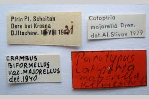 Catoptria majorella klimeschi Ganev, 1983 [paratype NMNHSINV0358] (2) (c) National Museum of Natural History, BAS — Invertebrates Collection (NMNHS-INV)