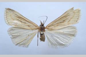 Catoptria majorella klimeschi Ganev, 1983 [paratype NMNHSINV0359] (c) National Museum of Natural History, BAS — Invertebrates Collection (NMNHS-INV)