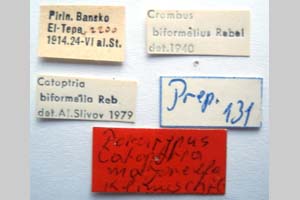 Catoptria majorella klimeschi Ganev, 1983 [paratype NMNHSINV0359] (2) (c) National Museum of Natural History, BAS — Invertebrates Collection (NMNHS-INV)