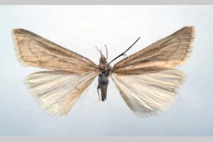 Catoptria majorella klimeschi Ganev, 1983 [paratype NMNHSINV0360] (c) National Museum of Natural History, BAS — Invertebrates Collection (NMNHS-INV)