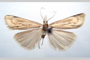 Catoptria majorella klimeschi Ganev, 1983 [paratype NMNHSINV0361] (c) National Museum of Natural History, BAS — Invertebrates Collection (NMNHS-INV)