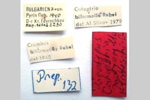 Catoptria majorella klimeschi Ganev, 1983 [paratype NMNHSINV0361] (2) (c) National Museum of Natural History, BAS — Invertebrates Collection (NMNHS-INV)