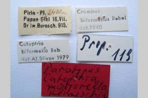 Catoptria majorella klimeschi Ganev, 1983 [paratype NMNHSINV0360] (2) (c) National Museum of Natural History, BAS — Invertebrates Collection (NMNHS-INV)