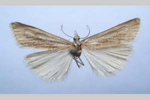Catoptria majorella klimeschi Ganev, 1983 [paratype NMNHSINV0362] (c) National Museum of Natural History, BAS — Invertebrates Collection (NMNHS-INV)