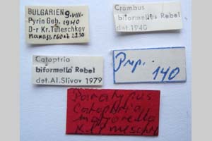 Catoptria majorella klimeschi Ganev, 1983 [paratype NMNHSINV0362] (2) (c) National Museum of Natural History, BAS — Invertebrates Collection (NMNHS-INV)