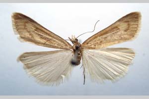 Catoptria majorella klimeschi Ganev, 1983 [paratype NMNHSINV0363] (c) National Museum of Natural History, BAS — Invertebrates Collection (NMNHS-INV)
