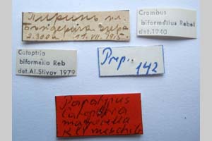 Catoptria majorella klimeschi Ganev, 1983 [paratype NMNHSINV0363] (2) (c) National Museum of Natural History, BAS — Invertebrates Collection (NMNHS-INV)