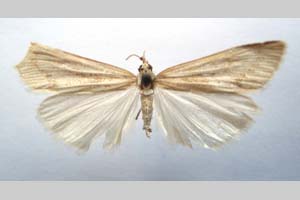 Catoptria majorella klimeschi Ganev, 1983 [paratype NMNHSINV0364] (c) National Museum of Natural History, BAS — Invertebrates Collection (NMNHS-INV)