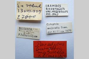 Catoptria majorella klimeschi Ganev, 1983 [paratype NMNHSINV0364] (2) (c) National Museum of Natural History, BAS — Invertebrates Collection (NMNHS-INV)