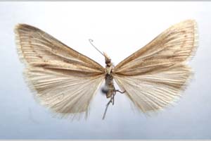 Catoptria majorella klimeschi Ganev, 1983 [paratype NMNHSINV0365] (c) National Museum of Natural History, BAS — Invertebrates Collection (NMNHS-INV)