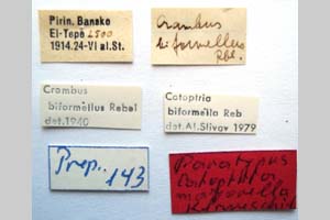Catoptria majorella klimeschi Ganev, 1983 [paratype NMNHSINV0365] (2) (c) National Museum of Natural History, BAS — Invertebrates Collection (NMNHS-INV)