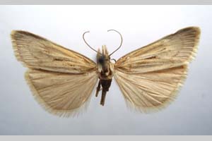 Catoptria biformella roesleri Ganev, 1983 [paratype NMNHSINV0366] (c) National Museum of Natural History, BAS — Invertebrates Collection (NMNHS-INV)