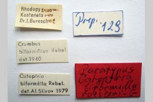 Catoptria biformella roesleri Ganev, 1983 [paratype NMNHSINV0366] (2) (c) National Museum of Natural History, BAS — Invertebrates Collection (NMNHS-INV)