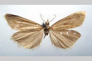 Catoptria biformella roesleri Ganev, 1983 [paratype NMNHSINV0367] (c) National Museum of Natural History, BAS — Invertebrates Collection (NMNHS-INV)