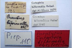Catoptria biformella roesleri Ganev, 1983 [paratype NMNHSINV0367] (2) (c) National Museum of Natural History, BAS — Invertebrates Collection (NMNHS-INV)