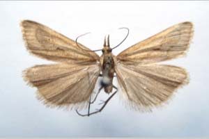 Catoptria biformella roesleri Ganev, 1983 [paratype NMNHSINV0368] (c) National Museum of Natural History, BAS — Invertebrates Collection (NMNHS-INV)