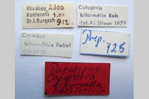 Catoptria biformella roesleri Ganev, 1983 [paratype NMNHSINV0368] (2) (c) National Museum of Natural History, BAS — Invertebrates Collection (NMNHS-INV)