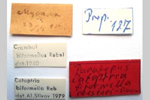 Catoptria biformella roesleri Ganev, 1983 [paratype NMNHSINV0369] (2) (c) National Museum of Natural History, BAS — Invertebrates Collection (NMNHS-INV)
