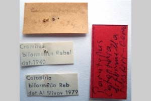 Catoptria biformella roesleri Ganev, 1983 [paratype NMNHSINV0370] (2) (c) National Museum of Natural History, BAS — Invertebrates Collection (NMNHS-INV)