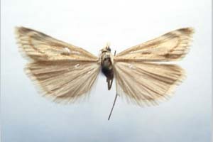 Catoptria biformella roesleri Ganev, 1983 [paratype NMNHSINV0370] (c) National Museum of Natural History, BAS — Invertebrates Collection (NMNHS-INV)