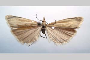 Catoptria biformella roesleri Ganev, 1983 [paratype NMNHSINV0371] (c) National Museum of Natural History, BAS — Invertebrates Collection (NMNHS-INV)