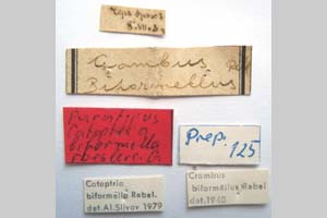 Catoptria biformella roesleri Ganev, 1983 [paratype NMNHSINV0371] (2) (c) National Museum of Natural History, BAS — Invertebrates Collection (NMNHS-INV)