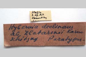 Hybernia declinans ab. zlatarskii Karnoschitzky, 1954 [paratype NMNHSINV0355] (2) (c) National Museum of Natural History, BAS — Invertebrates Collection (NMNHS-INV)