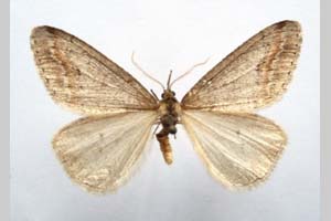 Hybernia declinans ab. zlatarskii Karnoschitzky, 1954 [paratype NMNHSINV0355] (c) National Museum of Natural History, BAS — Invertebrates Collection (NMNHS-INV)