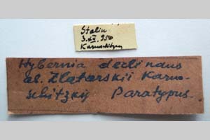Hybernia declinans ab. zlatarskii Karnoschitzky, 1954 [paratype NMNHSINV0356] (2) (c) National Museum of Natural History, BAS — Invertebrates Collection (NMNHS-INV)