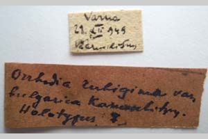 Orrhodia rubiginea var. bulgarica Karnoschitzky, 1954 [holotype NMNHSINV0357] (2) (c) National Museum of Natural History, BAS — Invertebrates Collection (NMNHS-INV)