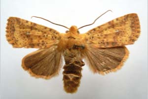 Orrhodia rubiginea var. bulgarica Karnoschitzky, 1954 [holotype NMNHSINV0357] (c) National Museum of Natural History, BAS — Invertebrates Collection (NMNHS-INV)