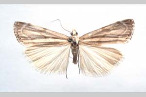 Catoptria olympica Ganev, 1983 [holotype NMNHSINV0372] (c) National Museum of Natural History, BAS — Invertebrates Collection (NMNHS-INV)