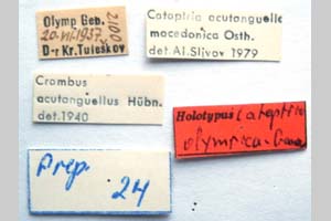 Catoptria olympica Ganev, 1983 [holotype NMNHSINV0372] (2) (c) National Museum of Natural History, BAS — Invertebrates Collection (NMNHS-INV)