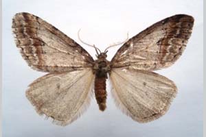 Hybernia declinans ab. zlatarskii Karnoschitzky, 1954 [holotype NMNHSINV0373] (c) National Museum of Natural History, BAS — Invertebrates Collection (NMNHS-INV)
