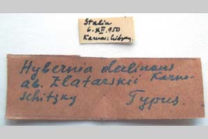 Hybernia declinans ab. zlatarskii Karnoschitzky, 1954 [holotype NMNHSINV0373] (2) (c) National Museum of Natural History, BAS — Invertebrates Collection (NMNHS-INV)