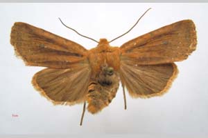 Orrhodia rubiginea var. bulgarica Karnoschitzky, 1954 [holotype NMNHSINV0374] (c) National Museum of Natural History, BAS — Invertebrates Collection (NMNHS-INV)