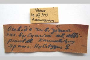 Orrhodia rubiginea var. bulgarica Karnoschitzky, 1954 [holotype NMNHSINV0374] (2) (c) National Museum of Natural History, BAS — Invertebrates Collection (NMNHS-INV)