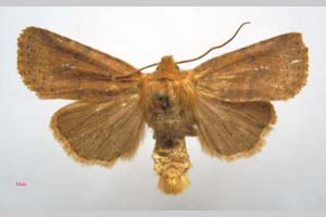 Orrhodia rubiginea var. bulgarica Karnoschitzky, 1954 [paratype NMNHSINV0375] (c) National Museum of Natural History, BAS — Invertebrates Collection (NMNHS-INV)
