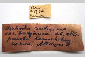 Orrhodia rubiginea var. bulgarica Karnoschitzky, 1954 [paratype NMNHSINV0375] (2) (c) National Museum of Natural History, BAS — Invertebrates Collection (NMNHS-INV)