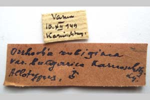 Orrhodia rubiginea var. bulgarica Karnoschitzky, 1954 [paratype NMNHSINV0376] (2) (c) National Museum of Natural History, BAS — Invertebrates Collection (NMNHS-INV)