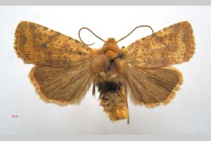 Orrhodia rubiginea var. bulgarica Karnoschitzky, 1954 [paratype NMNHSINV0376] (c) National Museum of Natural History, BAS — Invertebrates Collection (NMNHS-INV)