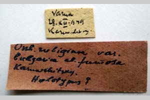 Orrhodia rubiginea var. bulgarica ab. fumosa Karnoschitzky, 1954 [holotype NMNHSINV0377] (2) (c) National Museum of Natural History, BAS — Invertebrates Collection (NMNHS-INV)