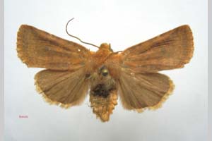 Orrhodia rubiginea var. bulgarica ab. fumosa Karnoschitzky, 1954 [holotype NMNHSINV0377] (c) National Museum of Natural History, BAS — Invertebrates Collection (NMNHS-INV)