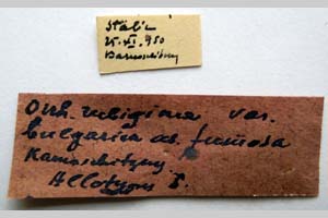 Orrhodia rubiginea var. bulgarica ab. fumosa Karnoschitzky, 1954 [paratype NMNHSINV0378] (2) (c) National Museum of Natural History, BAS — Invertebrates Collection (NMNHS-INV)