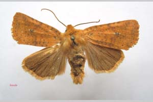 Orrhodia rubiginea var. bulgarica ab. subcompleta Karnoschitzky, 1954 [holotype NMNHSINV0379] (c) National Museum of Natural History, BAS — Invertebrates Collection (NMNHS-INV)