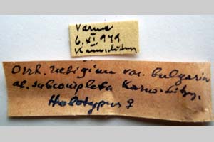 Orrhodia rubiginea var. bulgarica ab. subcompleta Karnoschitzky, 1954 [holotype NMNHSINV0379] (2) (c) National Museum of Natural History, BAS — Invertebrates Collection (NMNHS-INV)